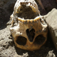 Illustration for article titled Skull of Crushed Pompeii Victim Found ‘Intact’